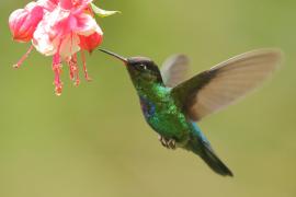 Złotniczek - Panterpe insignis - Fiery-throated Hummingbird