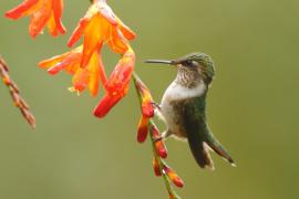 Rudaczek kryzowany - Selasphorus flammula - Volcano Hummingbird