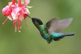 Złotniczek - Panterpe insignis - Fiery-throated Hummingbird