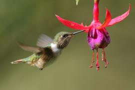 Rudaczek kryzowany - Selasphorus flammula - Volcano Hummingbird