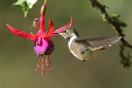 Rudaczek kryzowany - Selasphorus flammula - Volcano Hummingbird