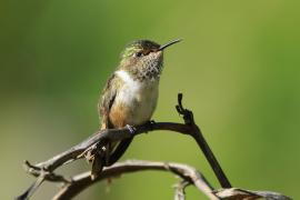 Rudaczek kryzowany - Selasphorus flammula - Volcano Hummingbird