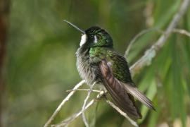 Malachicik białogardły - Lampornis castaneoventris - White-throated Mountain-gem