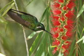 Malachicik białogardły - Lampornis castaneoventris - White-throated Mountain-gem