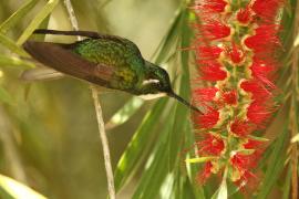 Malachicik białogardły - Lampornis castaneoventris - White-throated Mountain-gem