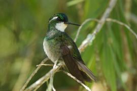 Malachicik białogardły - Lampornis castaneoventris - White-throated Mountain-gem