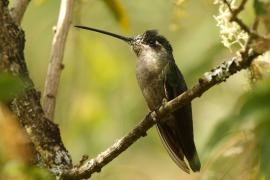 Ametyścik cienkodzioby - Eugenes fulgens - Magnificent Hummingbird