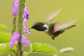 Rudaczek kryzowany - Selasphorus flammula - Volcano Hummingbird