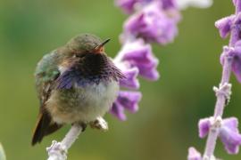 Rudaczek kryzowany - Selasphorus flammula - Volcano Hummingbird