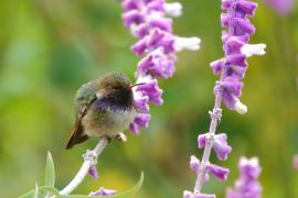 Rudaczek kryzowany - Selasphorus flammula - Volcano Hummingbird