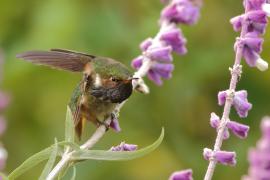 Rudaczek kryzowany - Selasphorus flammula - Volcano Hummingbird