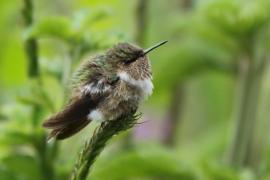 Rudaczek kryzowany - Selasphorus flammula - Volcano Hummingbird