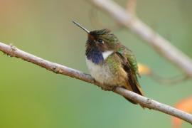 Rudaczek kryzowany - Selasphorus flammula - Volcano Hummingbird