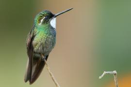 Malachicik białogardły - Lampornis castaneoventris - White-throated Mountain-gem