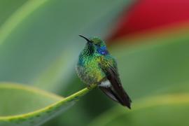 Uszatek zielony - Colibri thalassinus - Green Violetear