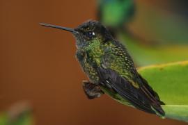 Ametyścik cienkodzioby - Eugenes fulgens - Magnificent Hummingbird