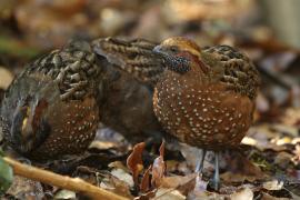 Przepiór brązowy - Odontophorus guttatus - Spotted Wood Quail