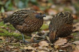 Przepiór brązowy - Odontophorus guttatus - Spotted Wood Quail