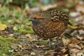 Przepiór brązowy - Odontophorus guttatus - Spotted Wood Quail