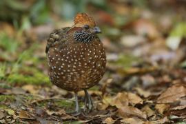 Przepiór brązowy - Odontophorus guttatus - Spotted Wood Quail