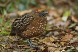 Przepiór brązowy - Odontophorus guttatus - Spotted Wood Quail
