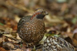 Przepiór brązowy - Odontophorus guttatus - Spotted Wood Quail