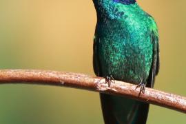 Uszatek zielony - Colibri thalassinus - Green Violetear