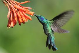 Uszatek zielony - Colibri thalassinus - Green Violetear