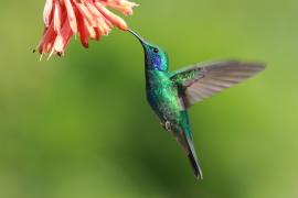 Uszatek zielony - Colibri thalassinus - Green Violetear