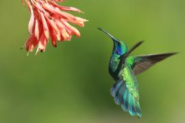 Uszatek zielony - Colibri thalassinus - Green Violetear