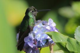 Ametyścik cienkodzioby - Eugenes fulgens - Magnificent Hummingbird