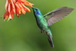 Uszatek zielony - Colibri thalassinus - Green Violetear