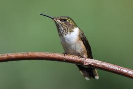 Rudaczek kryzowany - Selasphorus flammula - Volcano Hummingbird