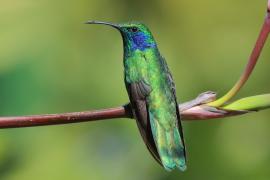 Uszatek zielony - Colibri thalassinus - Green Violetear