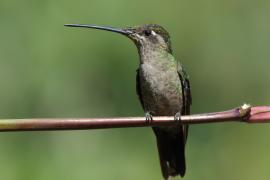 Ametyścik cienkodzioby - Eugenes fulgens - Magnificent Hummingbird