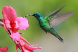 Uszatek zielony - Colibri thalassinus - Green Violetear