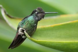 Ametyścik cienkodzioby - Eugenes fulgens - Magnificent Hummingbird