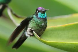 Ametyścik cienkodzioby - Eugenes fulgens - Magnificent Hummingbird