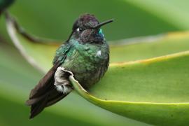 Ametyścik cienkodzioby - Eugenes fulgens - Magnificent Hummingbird