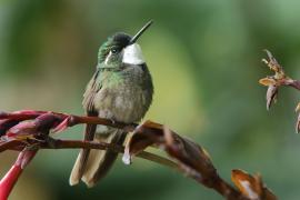 Malachicik białogardły - Lampornis castaneoventris - White-throated Mountain-gem