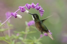 Malachicik białogardły - Lampornis castaneoventris - White-throated Mountain-gem