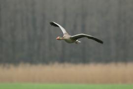 Gęgawa - Anser anser - Greylag Goose