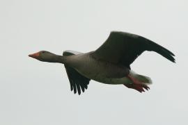 Gęgawa - Anser anser - Greylag Goose