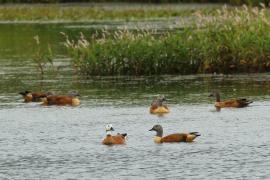 Kazarka szarogłowa - Tadorna cana - South African Shelduck