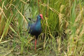 Modrzyk afrykański - Porphyrio p. madagascariensis - African Swamphen