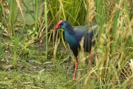 Modrzyk afrykański - Porphyrio p. madagascariensis - African Swamphen