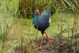 Modrzyk afrykański - Porphyrio p. madagascariensis - African Swamphen