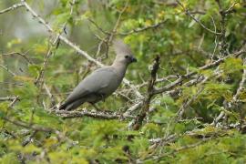 Hałaśnik szary - Corythaixoides concolor - Grey Go-away-bird