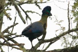 Turak rdzawy - Gallirex porphyreolophus - Purple-crested Turaco