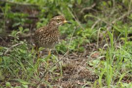 Kulon plamisty - Burhinus capensis - Spotted Thick-knee